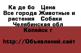 Ка де бо › Цена ­ 25 - Все города Животные и растения » Собаки   . Челябинская обл.,Копейск г.